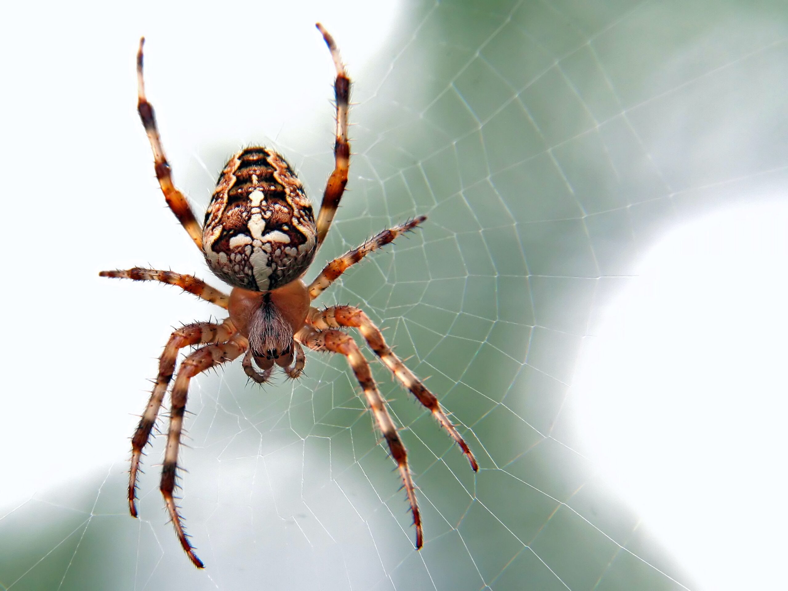 10 uk household spiders and why they are good for your home